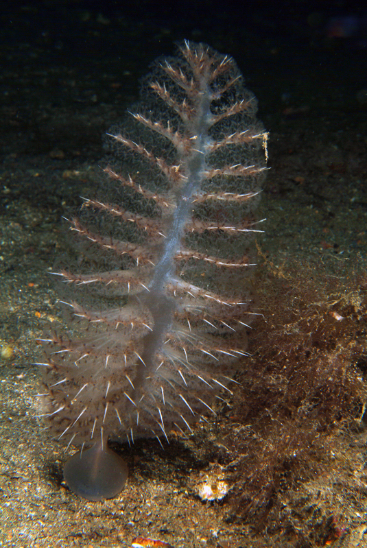 Pteroeides spinosum